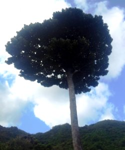 Bois de Natte a Grandes Feuilles - Labourdonnaisia glauca - Ferney Reserve 2