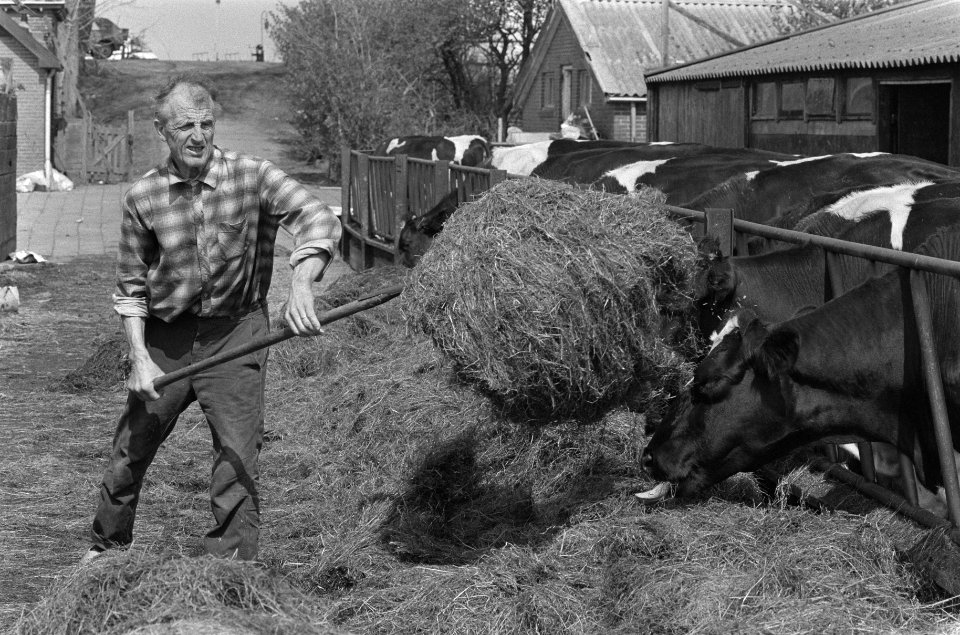 Boer voert koeien met hooi in verband met radioactieve neerslag op het gras, Bestanddeelnr 933-6483