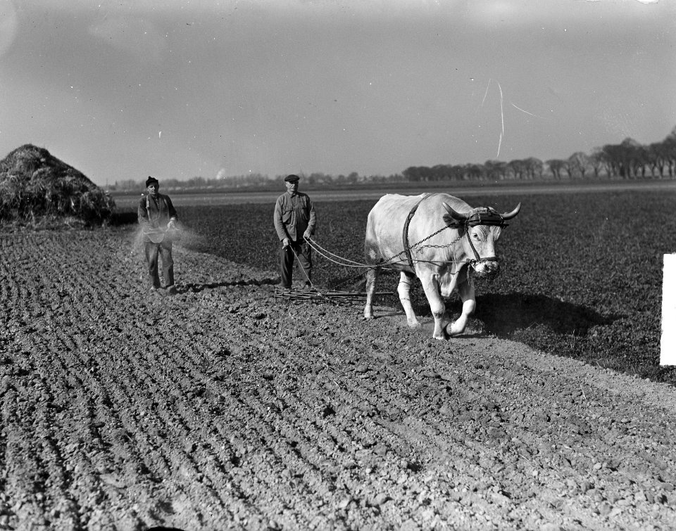 Boer ploegt met os. Een andere landarbeider zaait, Bestanddeelnr 903-3296