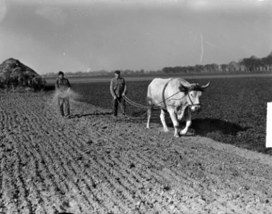 Boer ploegt met os. Een andere landarbeider zaait, Bestanddeelnr 903-3296