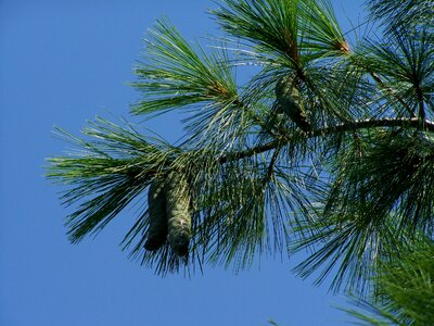 Pine cones green immature