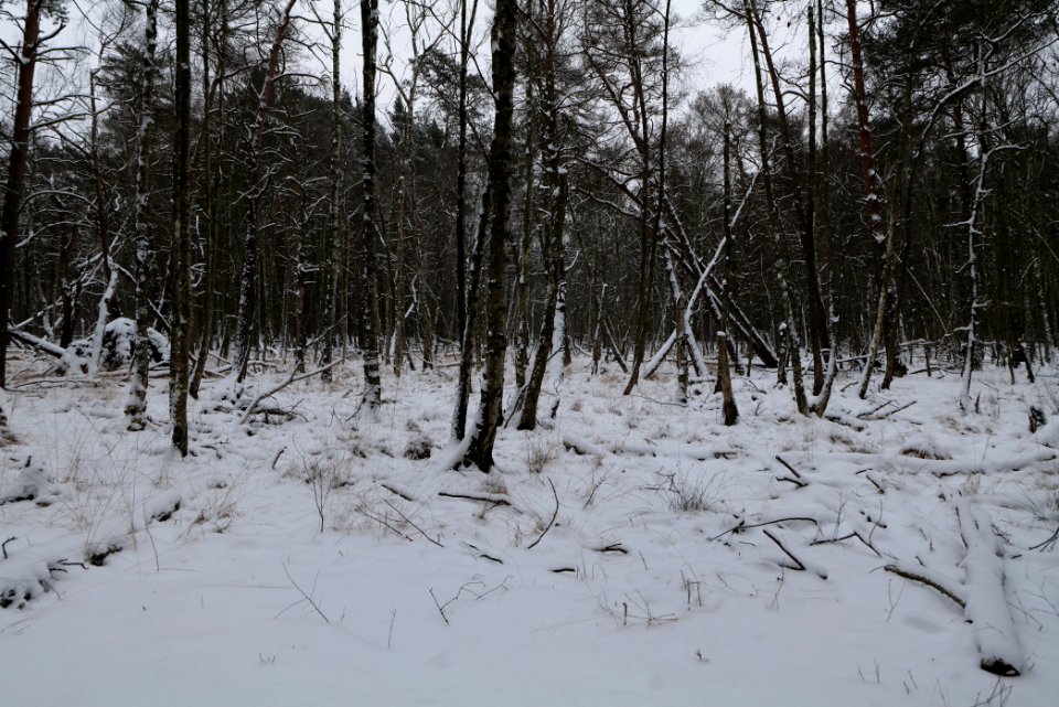 Bog next to Teufelsbruch with snow 2021-02-09 03