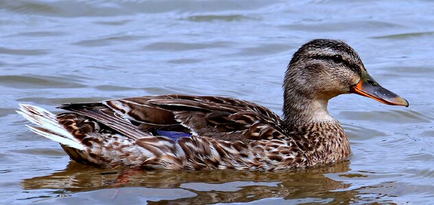Bird animal water bird