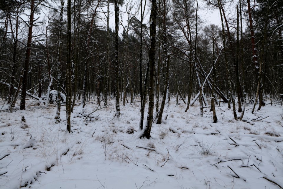 Bog next to Teufelsbruch with snow 2021-02-09 01