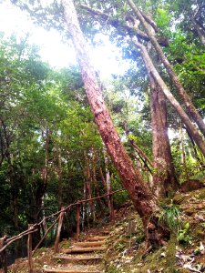 Bois Bigaignon - Psiloxylon mauritianum - Ferney Mauritius 2
