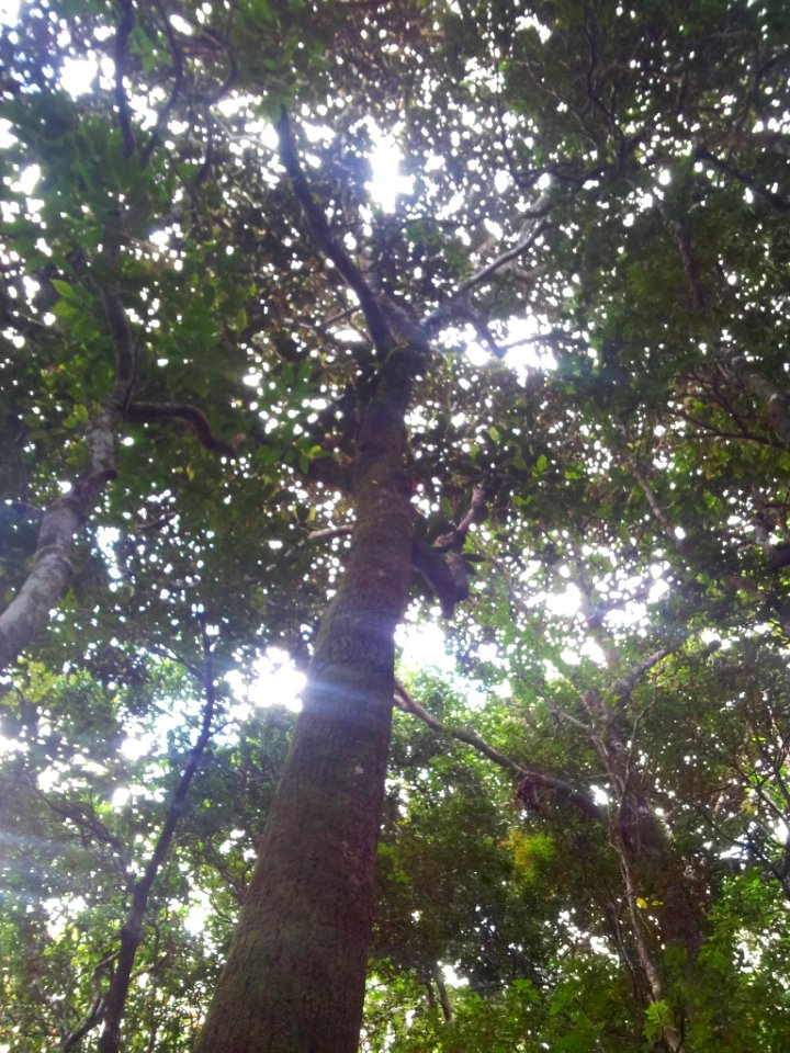 Bois de Natte a Grandes Feuilles - Labourdonnaisia glauca - Ferney Reserve 8