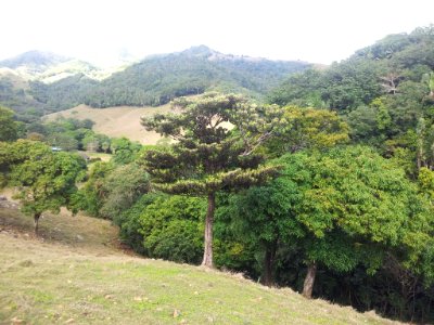 Bois de Natte a Grandes Feuilles - Labourdonnaisia glauca - Ferney Reserve 1b
