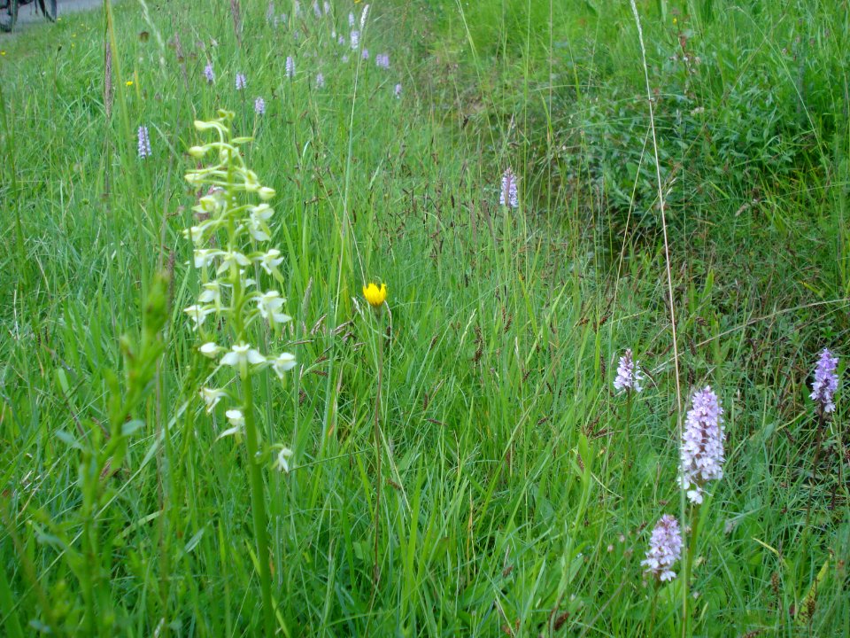 Boischaut Sud - Pommiers (36) - Field of orchids