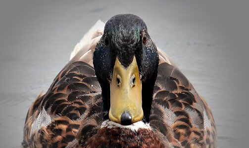 Bird animal water bird