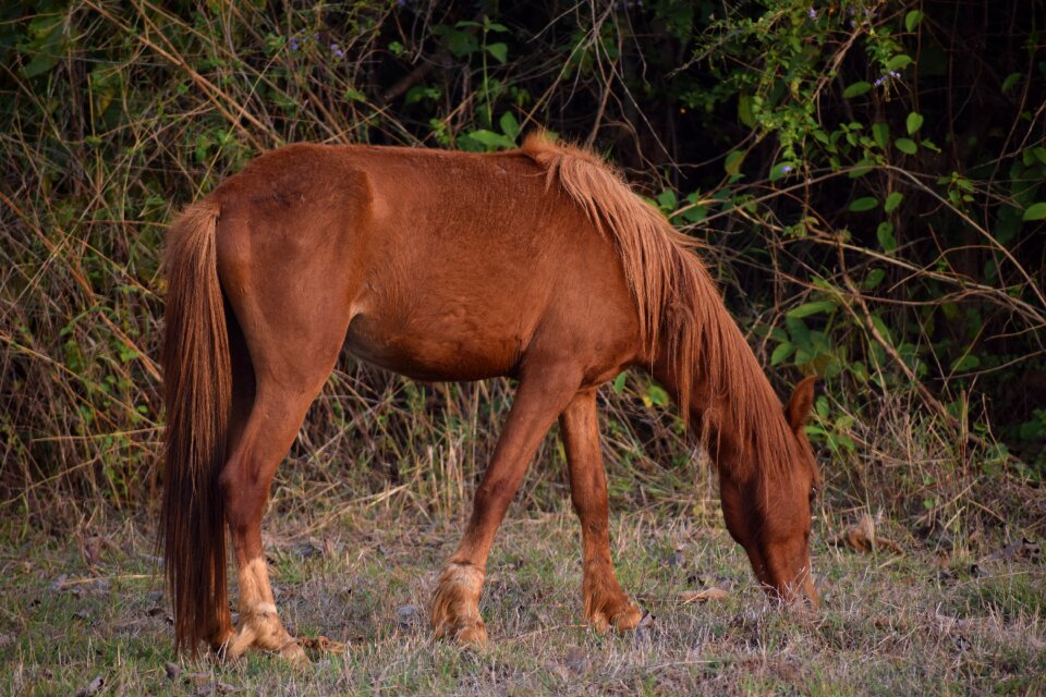 Animal horse eating portrait