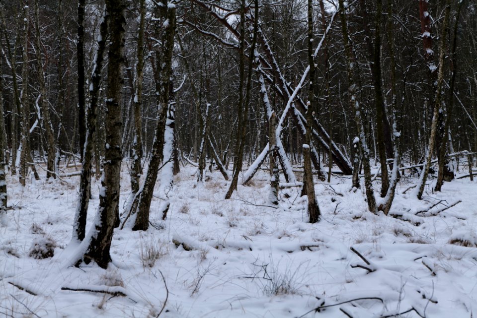 Bog next to Teufelsbruch with snow 2021-02-09 05