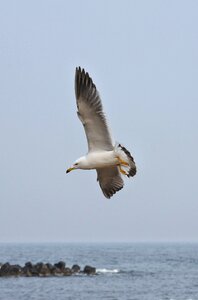 Sea gull seagull seabird photo