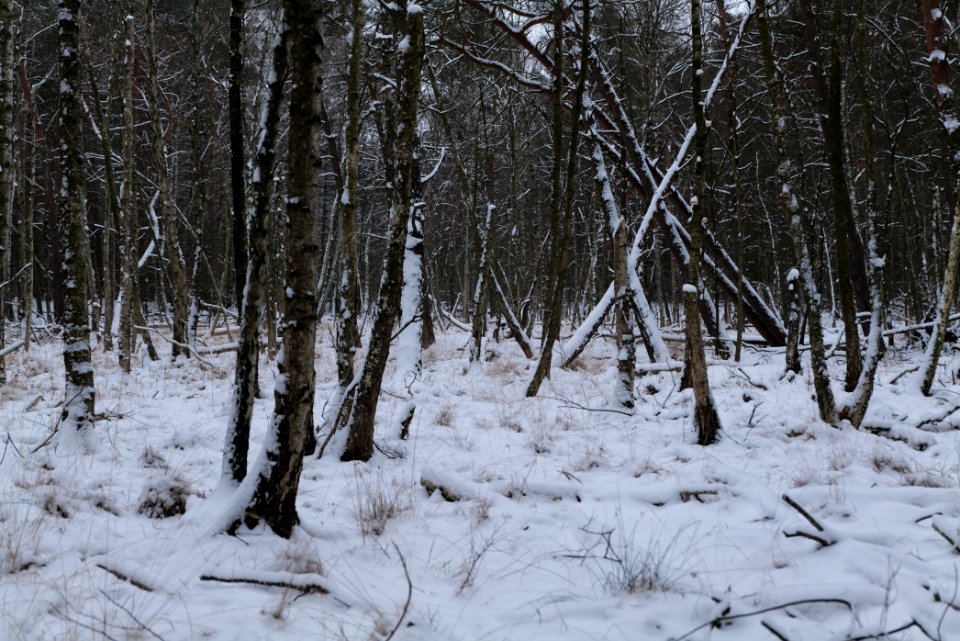 Bog next to Teufelsbruch with snow 2021-02-09 04