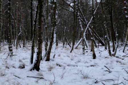 Bog next to Teufelsbruch with snow 2021-02-09 04