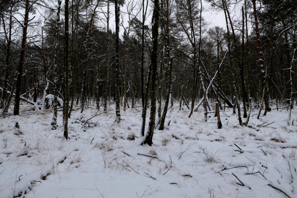 Bog next to Teufelsbruch with snow 2021-02-09 02