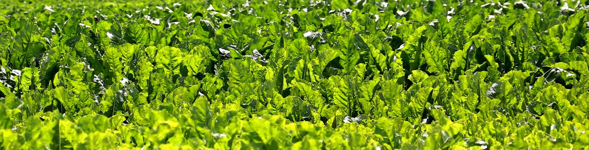 Sugar fodder beet agriculture