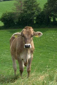 Horned highlands alpine cattle