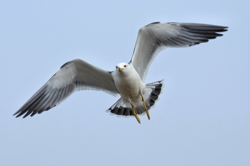 Sea gull seagull seabird