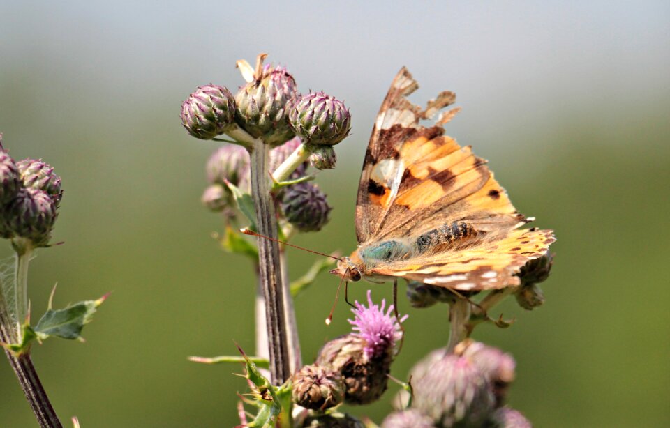 Thistle bud meadow close up