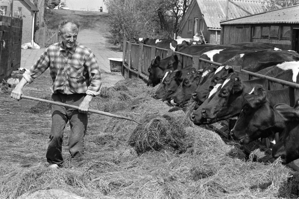 Boer voert koeien met hooi in verband met radioactieve neerslag op het gras, Bestanddeelnr 933-6482