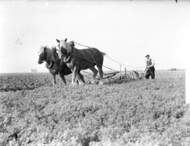 Boer ploegt met span paarden, Bestanddeelnr 903-6400