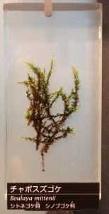Boulaya mittenii - National Museum of Nature and Science, Tokyo - DSC06830