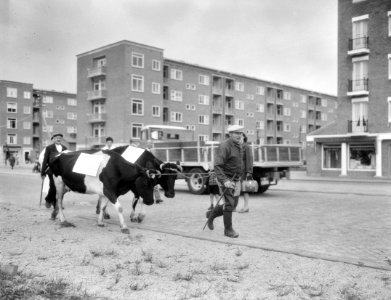 Boer Piet de Jong met koeien en borden in Amsterdam, Bestanddeelnr 905-2894