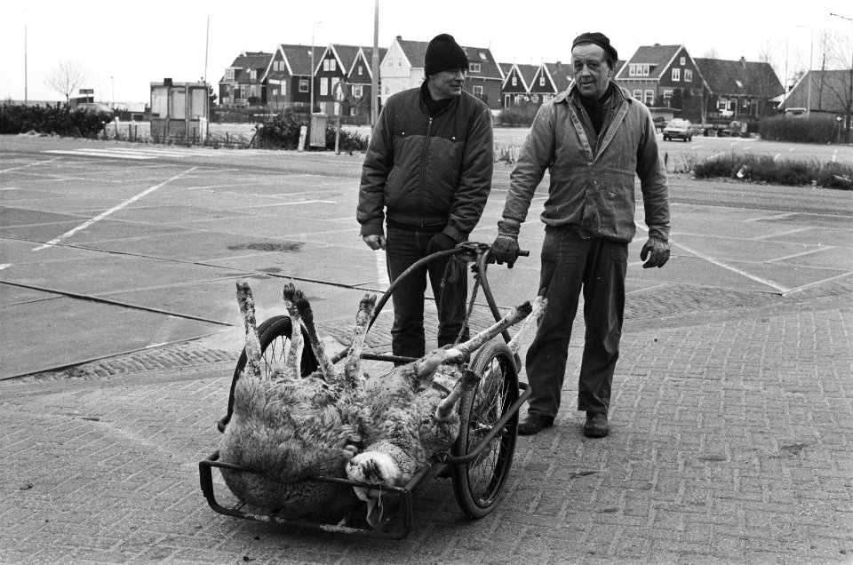 Boer op Marken met twee aan leverbot overleden schapen, Bestanddeelnr 933-5729 photo