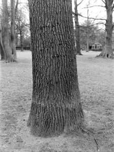 Bomen, parken, eik, frederikspark, Bestanddeelnr 192-0438