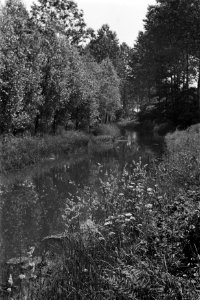 Bomen, gewassen, sloten, Bestanddeelnr 170-0088