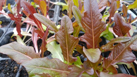 Garden vegetable organic