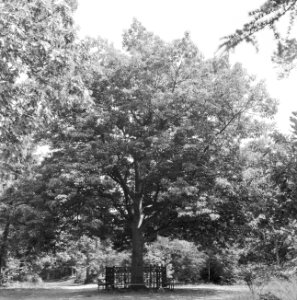 Bomen, hekken, notaris van de ham, Bestanddeelnr 165-0149