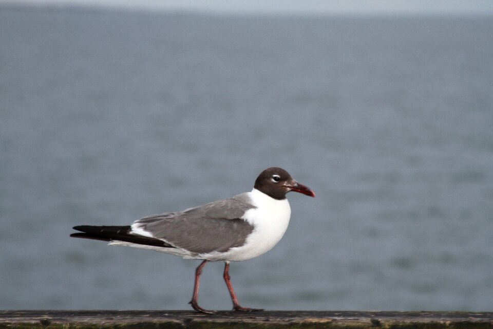 Bird nature wild life photo