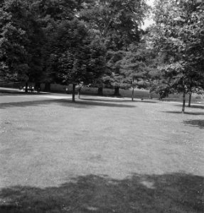 Bomen, grasvelden, Bestanddeelnr 251-9896