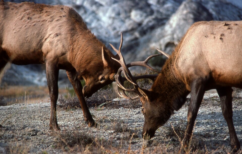 Fighting nature outdoors