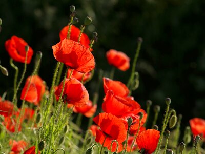 Wild meadow plant photo