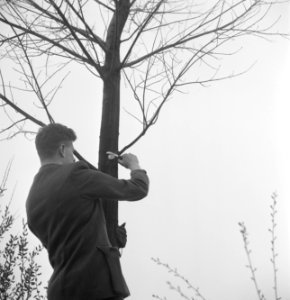 Bomen, gereedschappen, arbeiders, Bestanddeelnr 251-8755