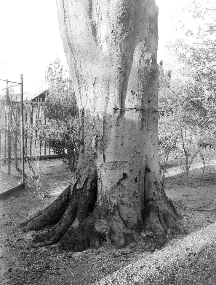 Bomen, villa's, beuk, urbana, Bestanddeelnr 192-0525