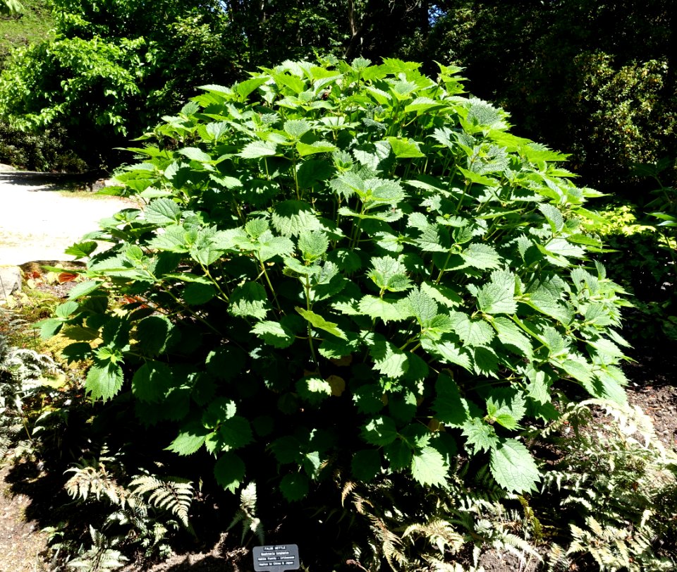 Boehmeria japonica (Boehmeria longispica) - VanDusen Botanical Garden - Vancouver, BC - DSC07111