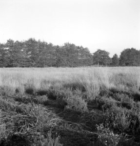 Bomen, struiken, overzichten, Bestanddeelnr 251-9969