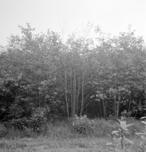 Bomen, struiken, overzichten, Bestanddeelnr 251-9950