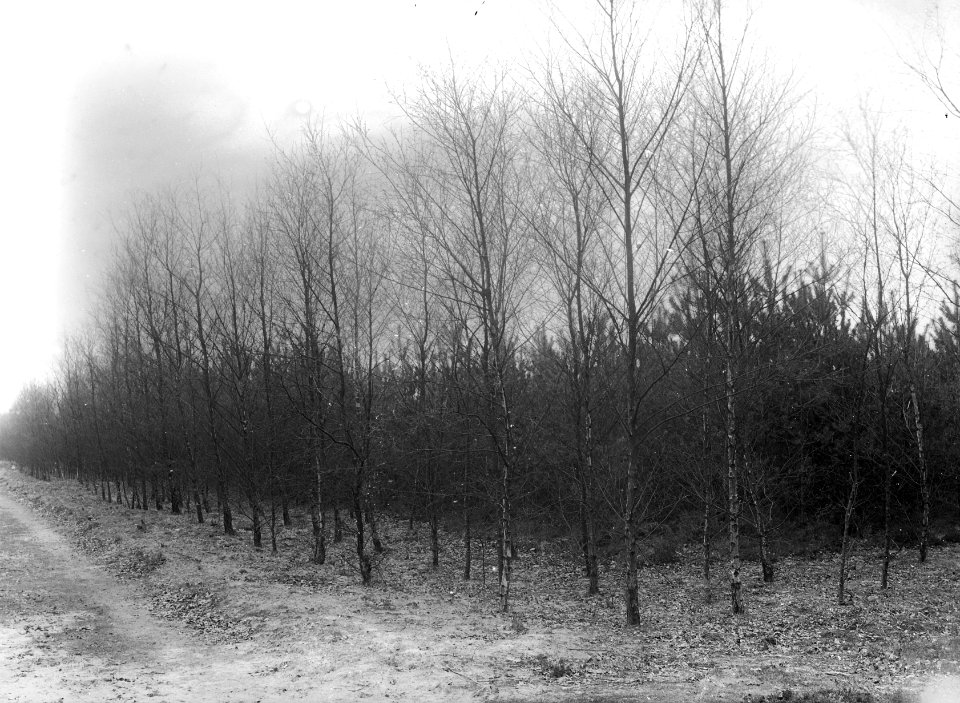 Bomen, lanen, berkensingel, Bestanddeelnr 192-0592