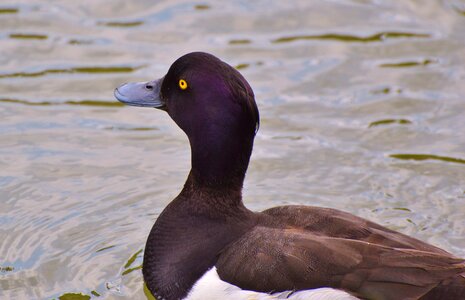 Duck bird pond bird