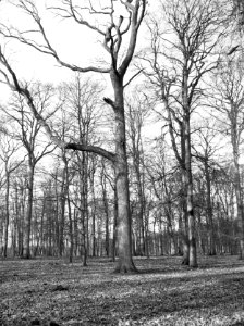 Bomen, kroondomeinen, wintereik, 't loo, Bestanddeelnr 192-0535