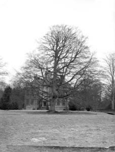 Bomen, kastelen, bruine beuk, hoekelum, Bestanddeelnr 192-0262