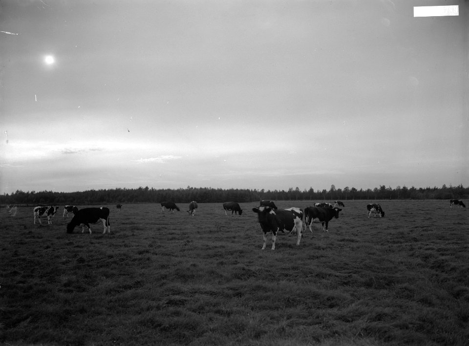 Bomen, kanalen, weilanden, Bestanddeelnr 253-7788