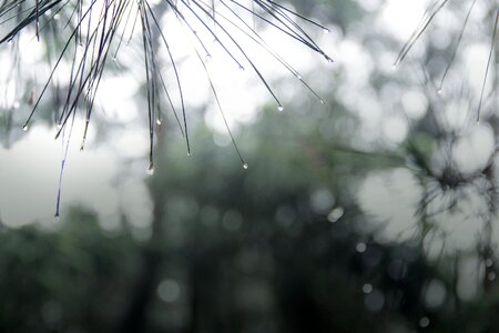 Conifer green blue