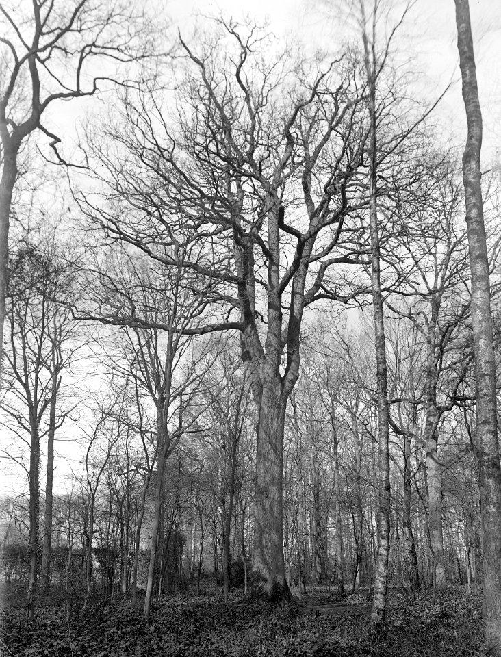Bomen, kastelen, Eik, Maurick, Bestanddeelnr 192-0268