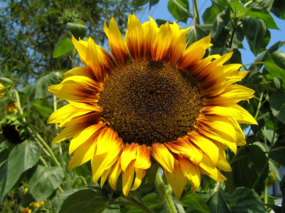 Yellow helianthus sun