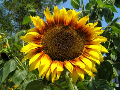 Yellow helianthus sun